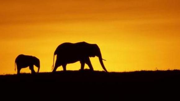 Photo from the movie Disneynature: Earth