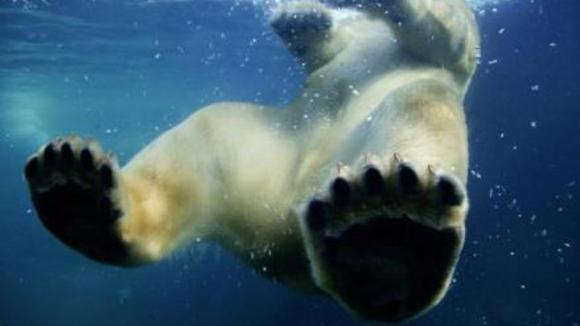 Photo from the movie Disneynature: Earth