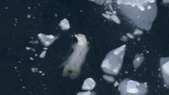 Photo from the movie Disneynature: Earth