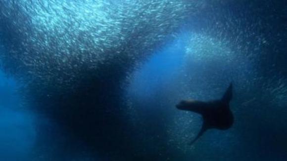 Photo from the movie Disneynature: Earth