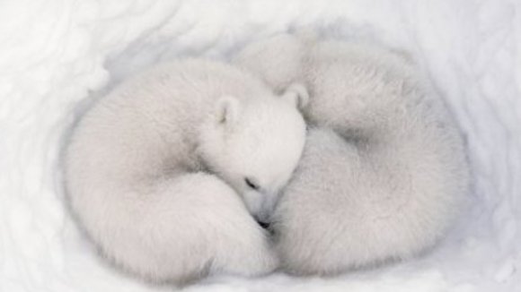 Photo from the movie Disneynature: Earth