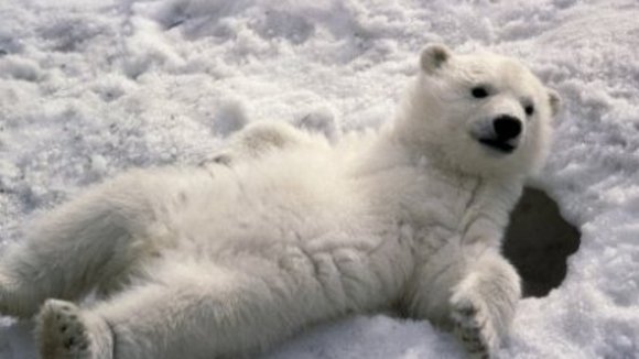 Photo from the movie Disneynature: Earth