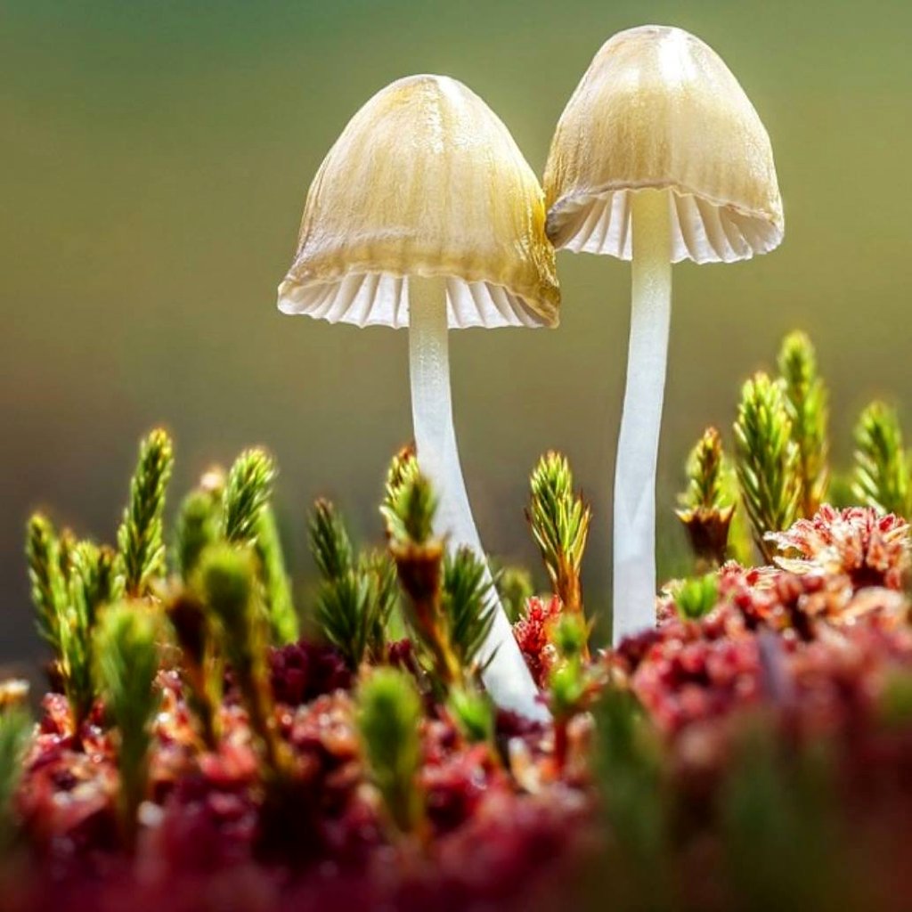 Photo from the movie Fantastic Fungi