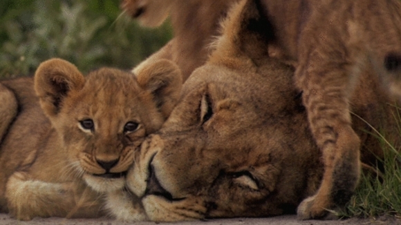 Photo from the movie The Last Lions