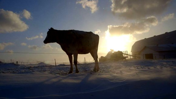 Photo du film Le Plancher des vaches