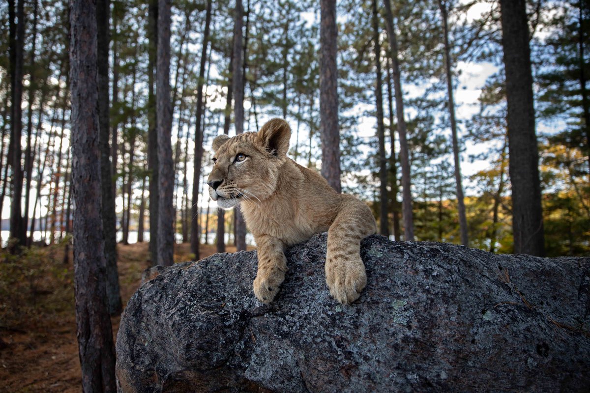 Photo from the movie Le loup et le lion