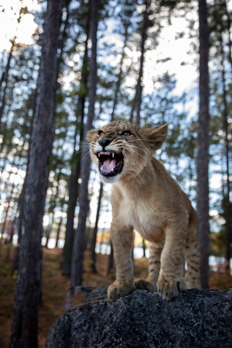 Photo from the movie Le loup et le lion