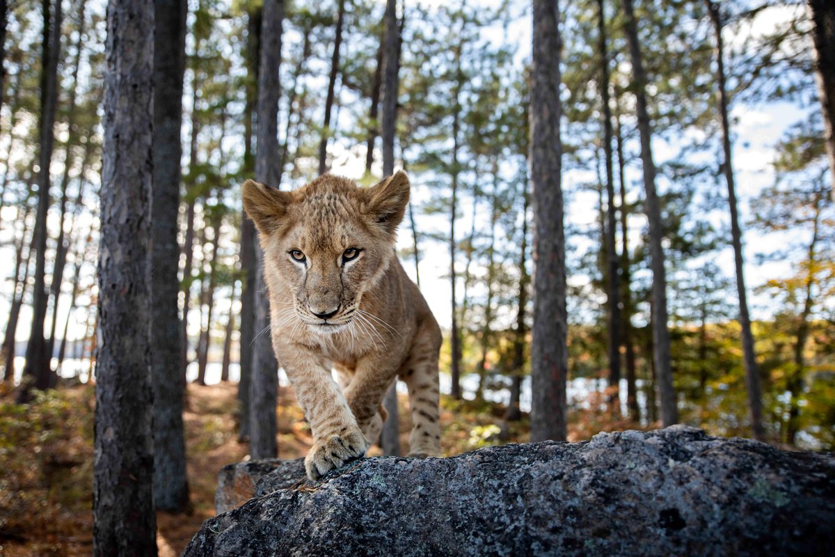 Photo from the movie Le loup et le lion