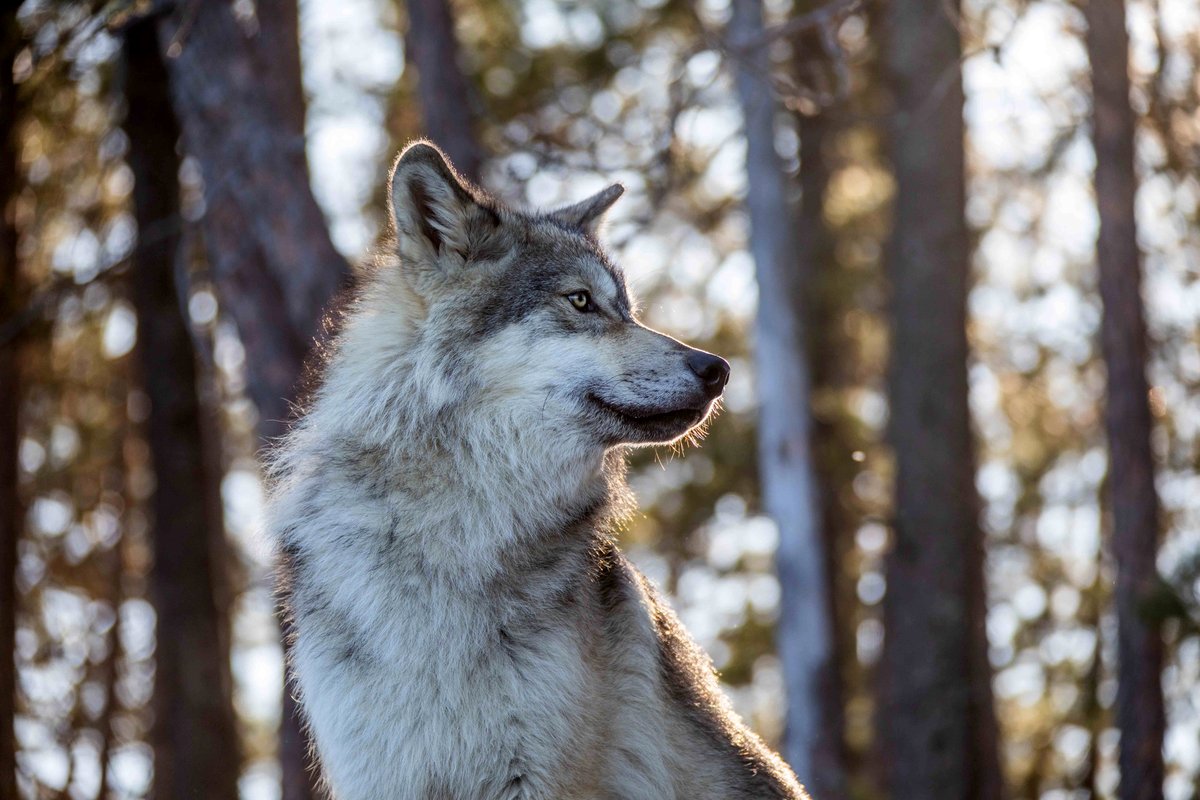 Photo from the movie Le loup et le lion