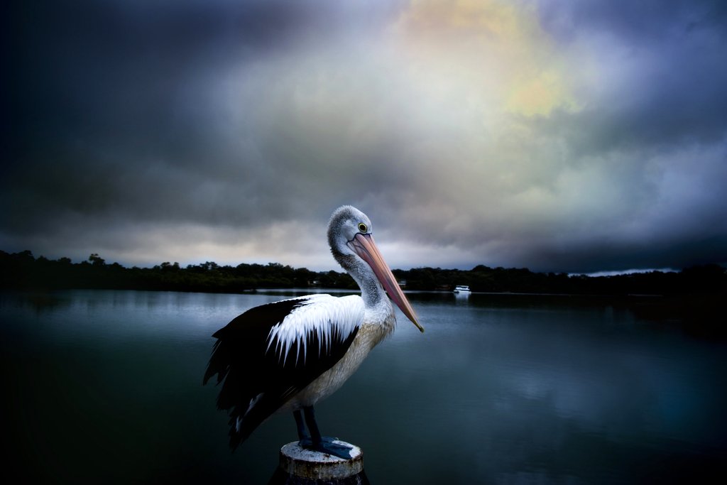 Photo du film Storm Boy