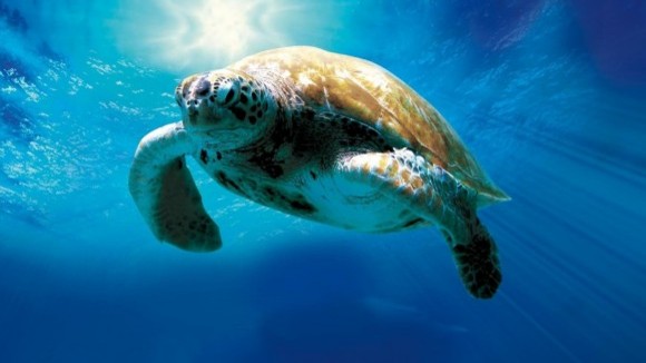 Photo from the movie Turtle: The Incredible Journey