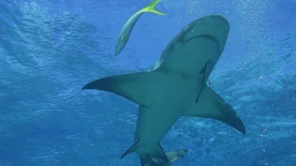 Photo from the movie Turtle: The Incredible Journey