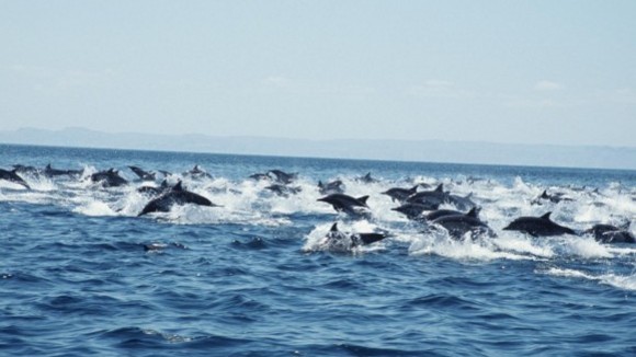 Photo from the movie Turtle: The Incredible Journey