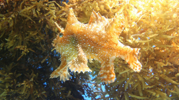 Photo from the movie Turtle: The Incredible Journey