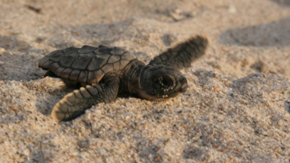 Photo from the movie Turtle: The Incredible Journey