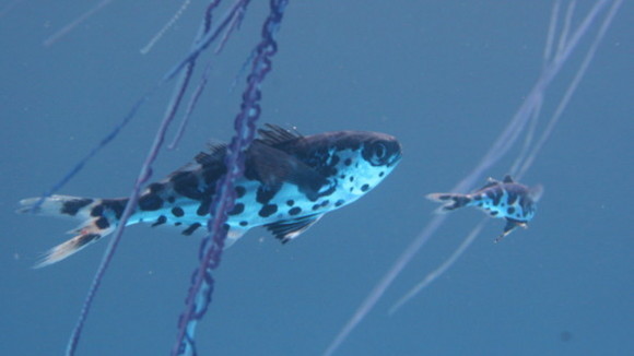 Photo from the movie Turtle: The Incredible Journey