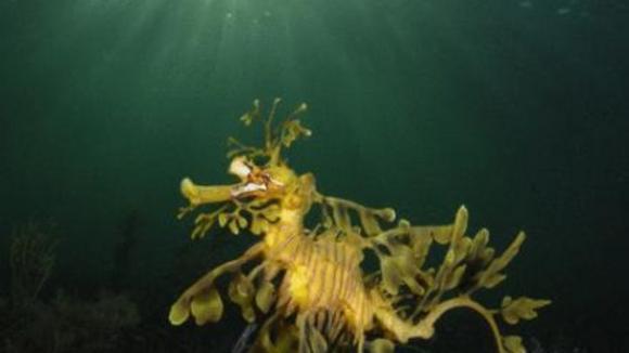 Photo from the movie Under the Sea