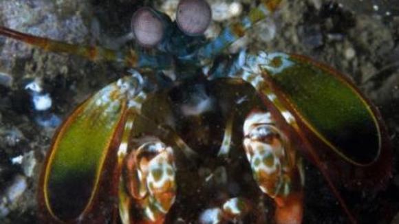 Photo from the movie Under the Sea