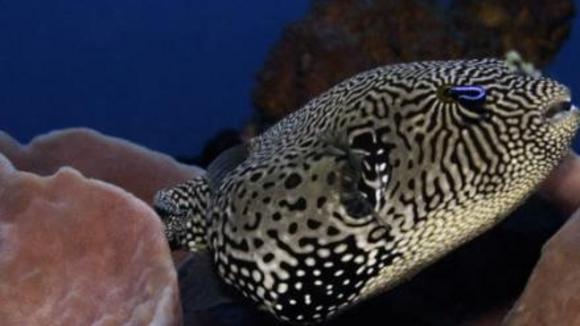 Photo from the movie Under the Sea