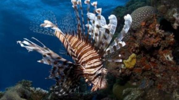 Photo from the movie Under the Sea