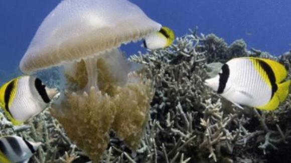 Photo from the movie Under the Sea