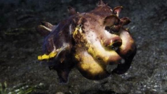 Photo from the movie Under the Sea