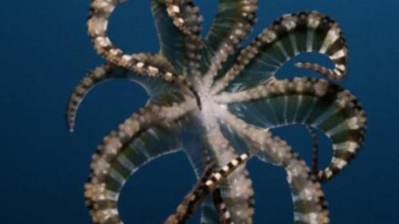 Photo from the movie Under the Sea