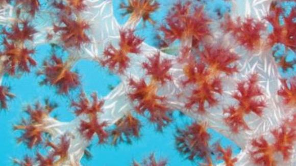 Photo from the movie Under the Sea