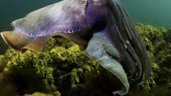 Photo from the movie Under the Sea