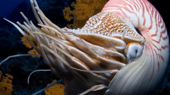 Photo from the movie Under the Sea