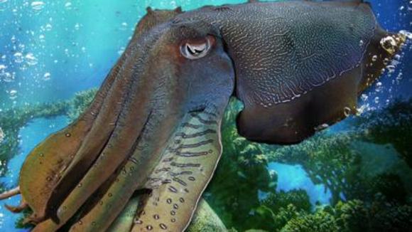 Photo from the movie Under the Sea