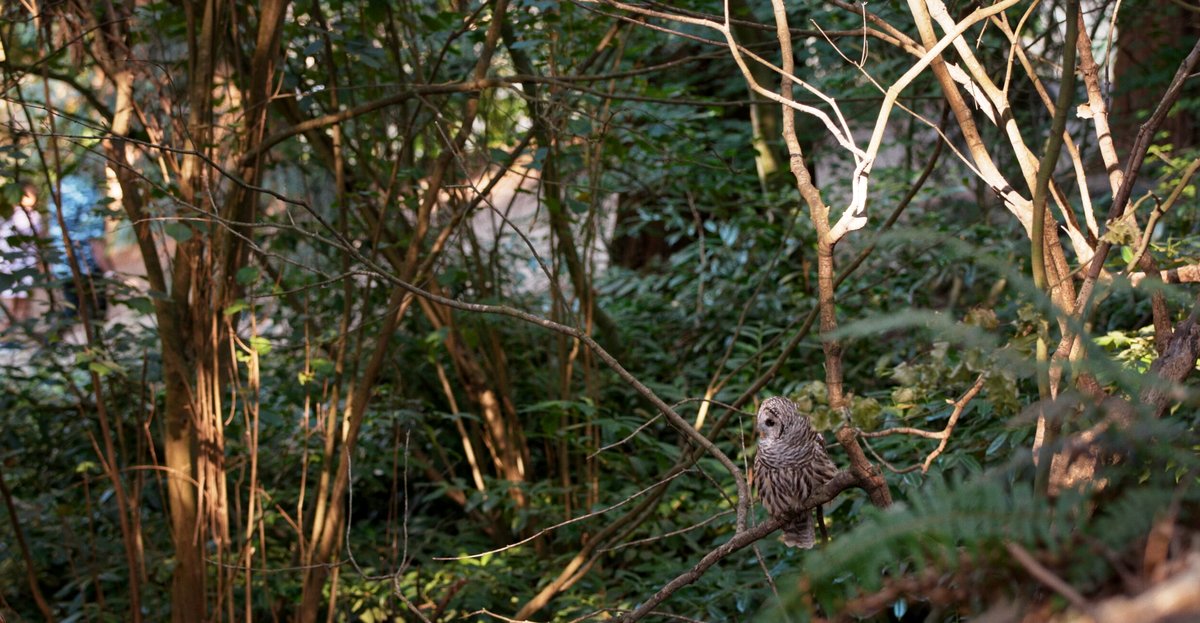 Photo from the movie Forêts urbaines
