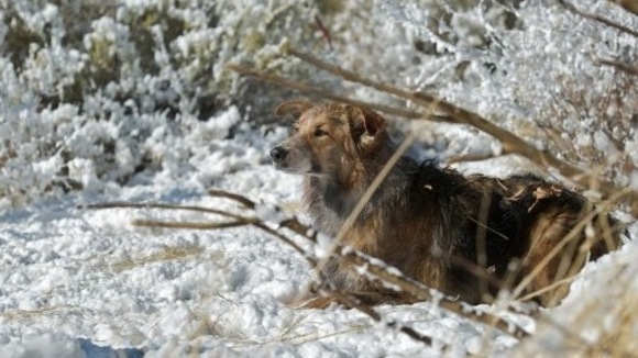 Photo from the movie Darling Companion