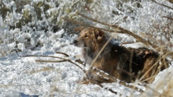 Photo from the movie Darling Companion