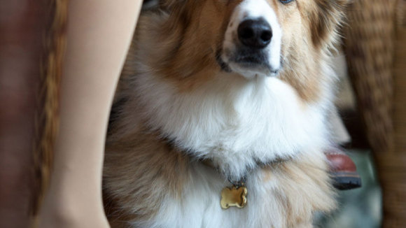 Photo from the movie Darling Companion