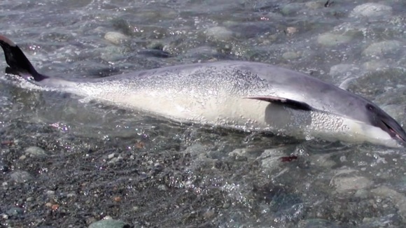 Photo du film Sonic Sea