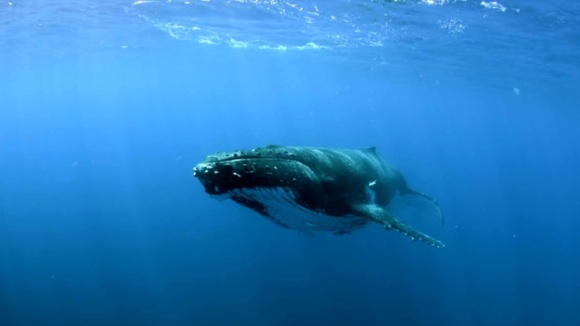 Photo du film Sonic Sea