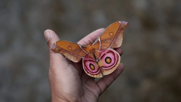Photo from the movie Island of Lemurs: Madagascar