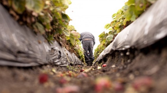 Photo du film Food Chains