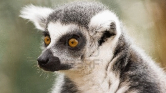 Photo from the movie Island of Lemurs: Madagascar