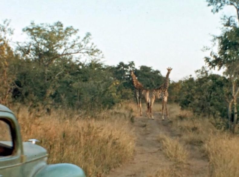 Photo du film The Woman Who Loves Giraffes