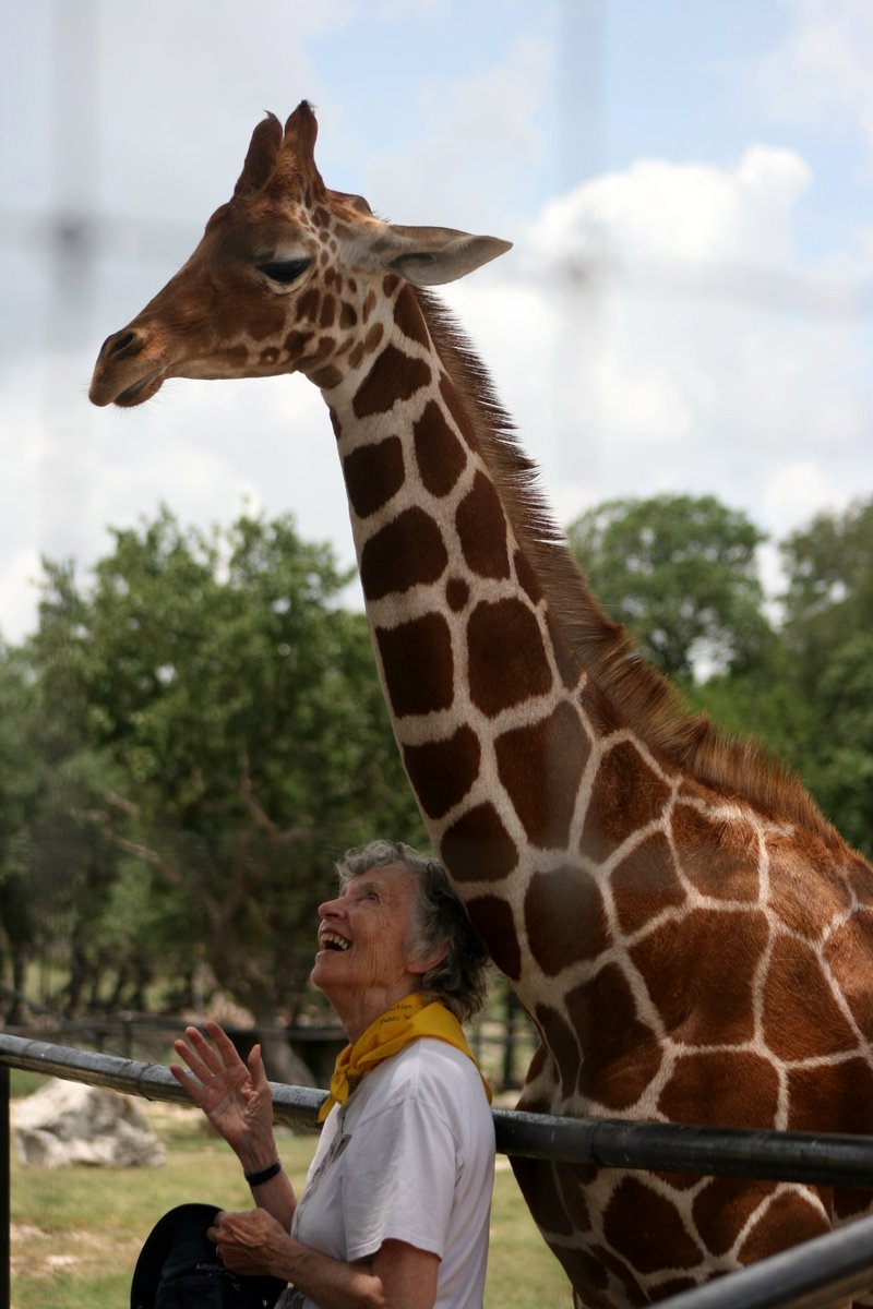 Photo du film The Woman Who Loves Giraffes