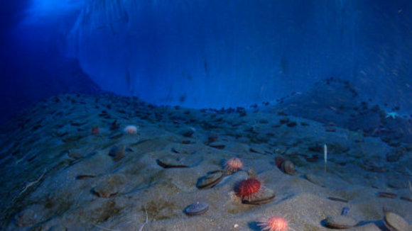 Photo from the movie Encounters at the End of the World