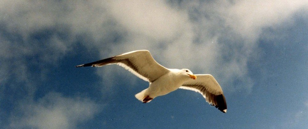 Photo du film Jonathan Livingston le goéland