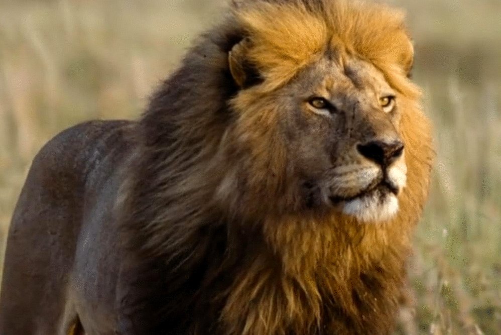 Photo du film Kalahari