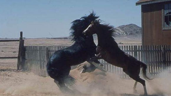 Photo du film Crinière au vent