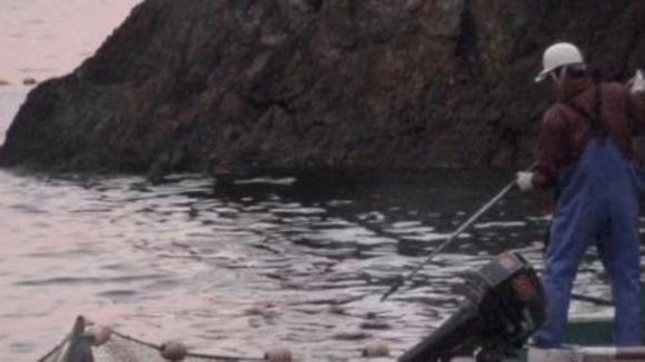 Photo du film The Cove