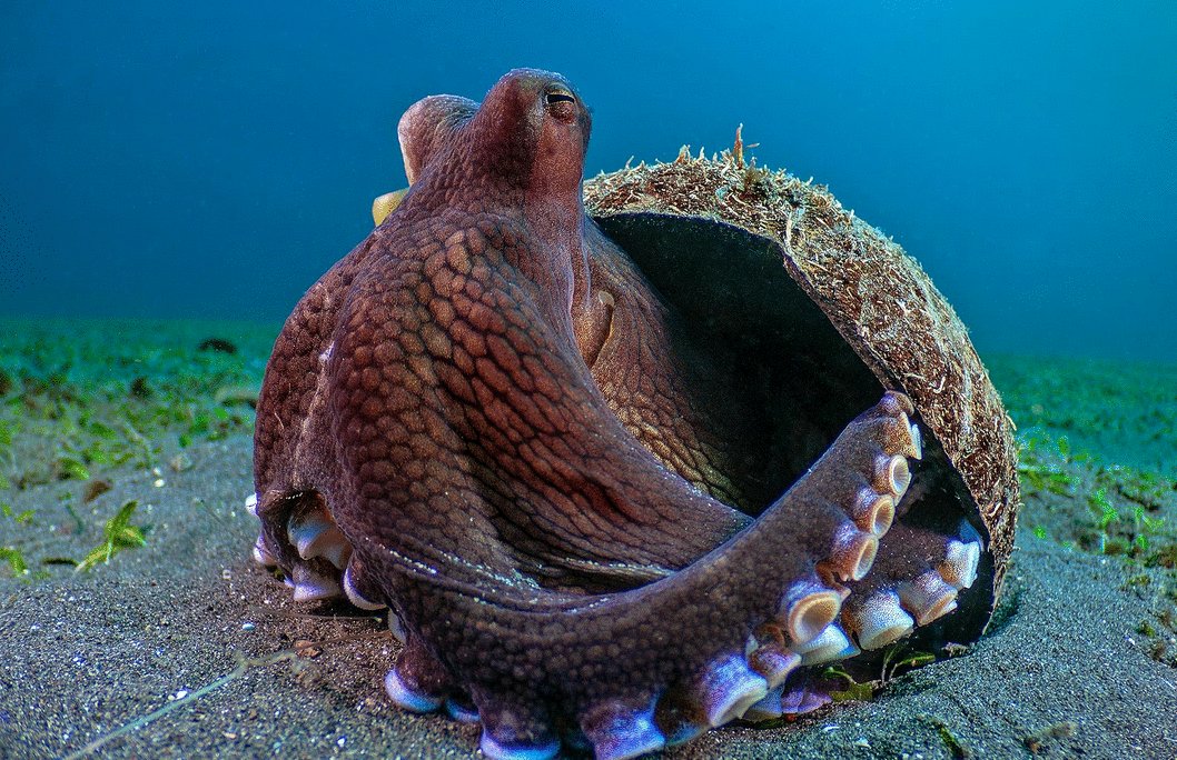 Photo du film The Secret Lives of Animals