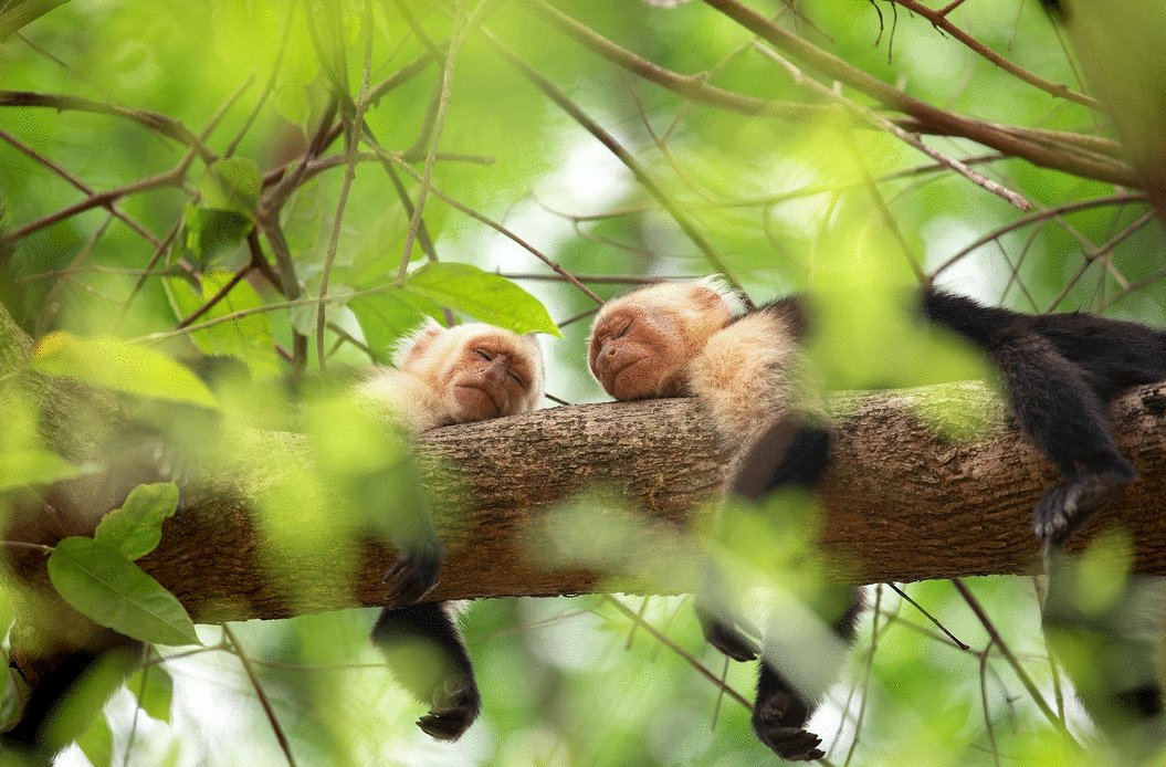 Photo du film The Secret Lives of Animals