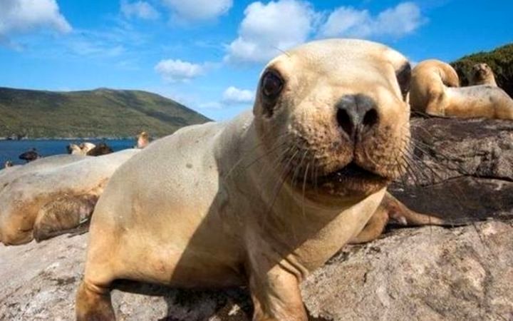 Photo from the movie Sea Lions: Life by a Whisker